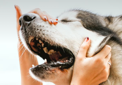 In carcere da un anno, incontra il suo cane